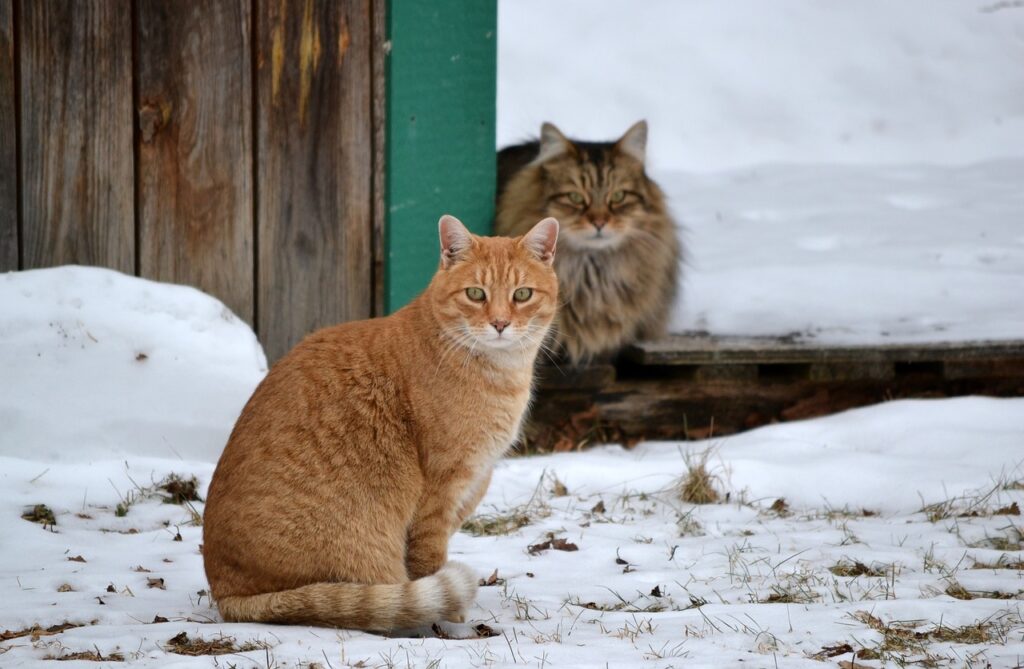 animals-2867704_1280