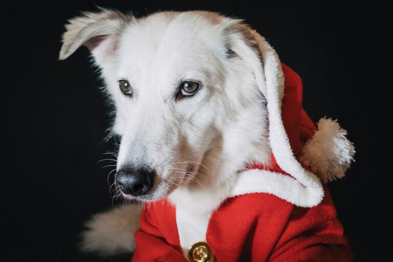 dog-5793625_1280